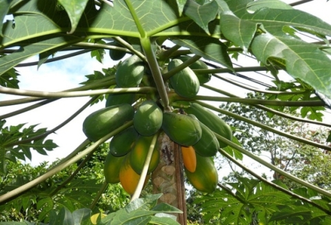 papaya-tree